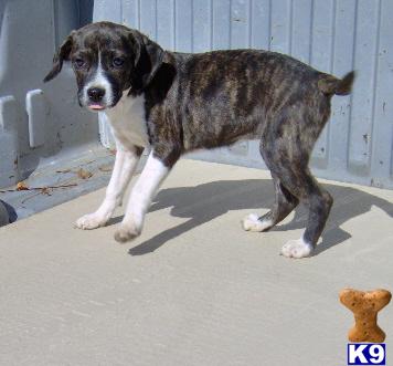 Pammie - Adorable Boggle/Boglen Brindle Girl